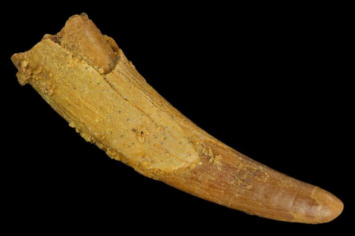 Fossil Pterosaur (Siroccopteryx) Tooth - Morocco #127705